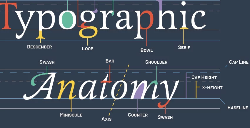 typographic anatomy